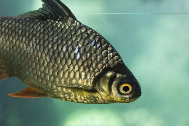Mahseer Fish Close-up  View