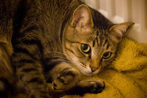 Why More Families Are Choosing Cats as Pets