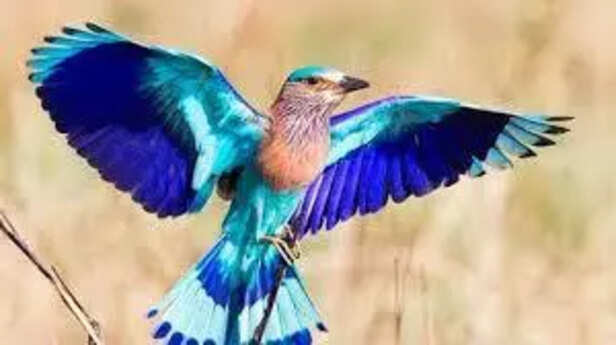 Indian Roller Perched in Natural Habitat