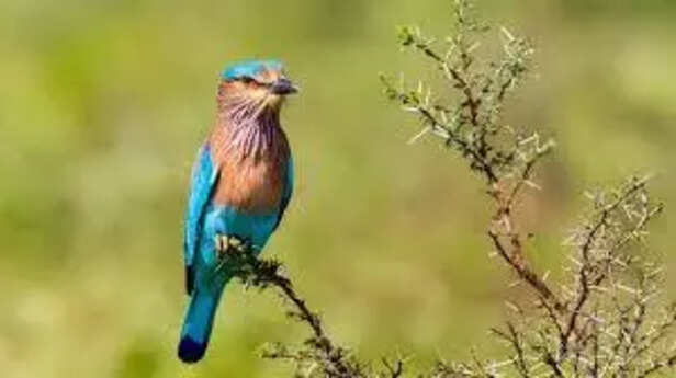 Indian Roller Bird in Mythology and Culture