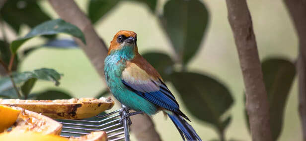 Indian Roller in Mid-Flight Showing Blue Plumage