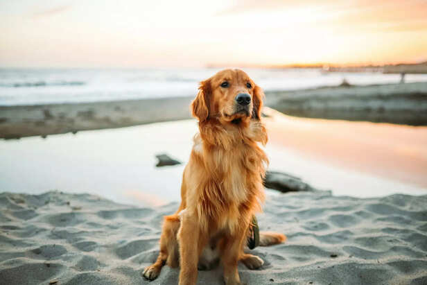 First-time pet owner? A Golden Retriever won’t let you fail