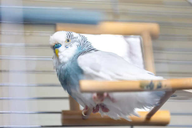 Blue White Budgerigar Pets Domestic Bird