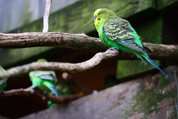 Quaker Parakeet: Intelligent and Talkative Bird