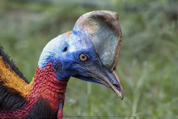 Majestic Cassowary In The Rainforest