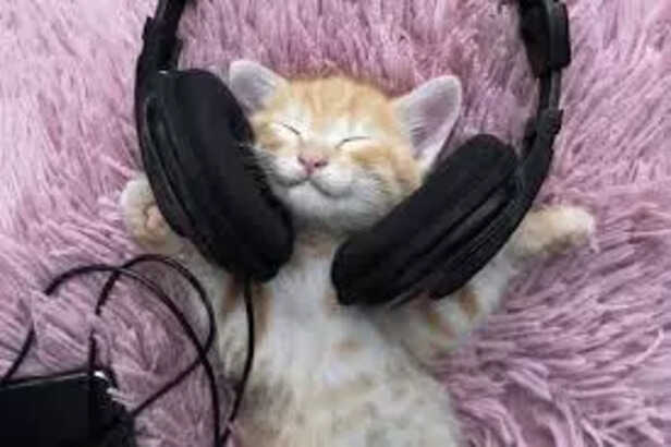 Engaging The Musical Senses For Happier Pets