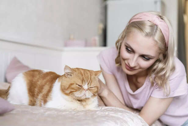 Cat Bonding With Owner Through Daily Activities