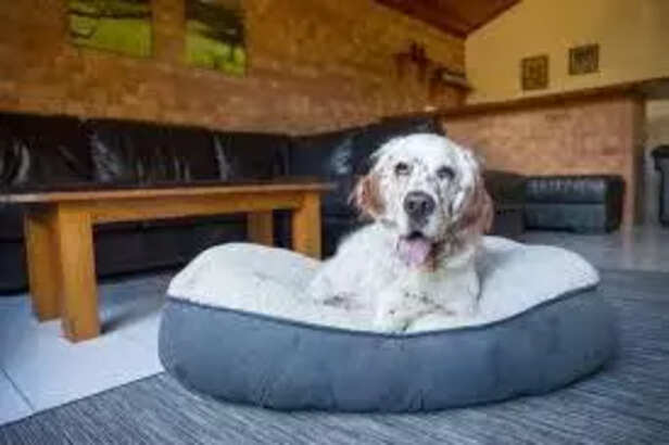 Safe Home Environment Supporting Pet Wellbeing