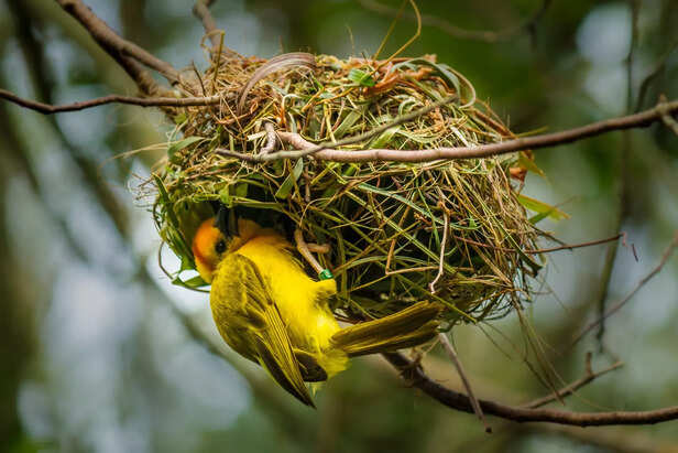 Nest Hidden Among Spring Blossoms