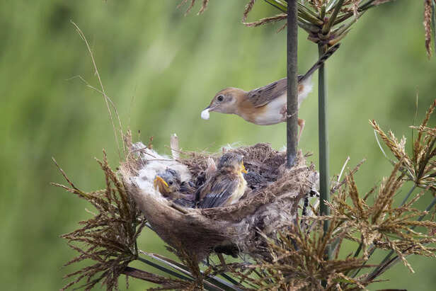 Parent Bird Feeding Hungry Chicks