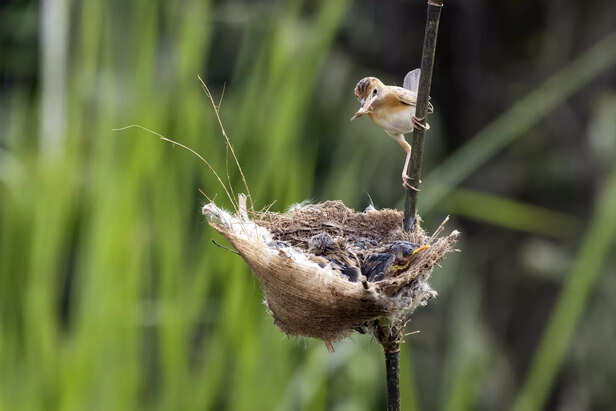 Bird Guarding It's Nesrt