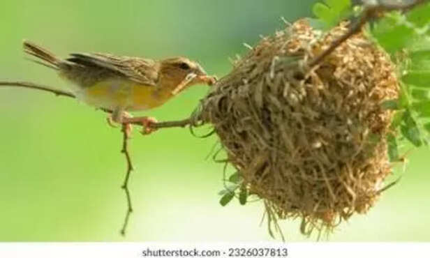 Courtship Before Nest Building