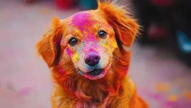 Creating a Calm Space for Pets During Holi