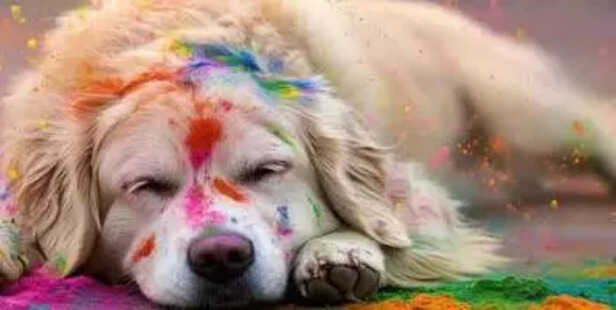 Pet Friendly Holi Fun at Home