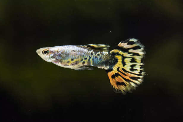 Vibrant Guppy Fish with Flowing Tails