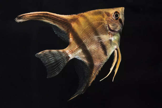 Active Zebra Danio Fish in a Freshwater Aquarium