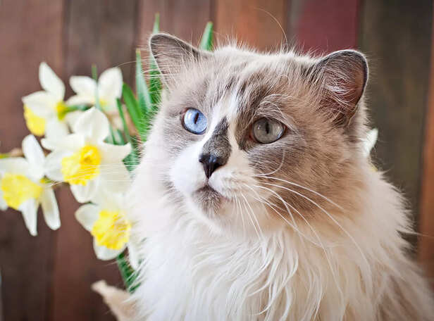 Elegant Birman Cat with Striking Blue Eyes