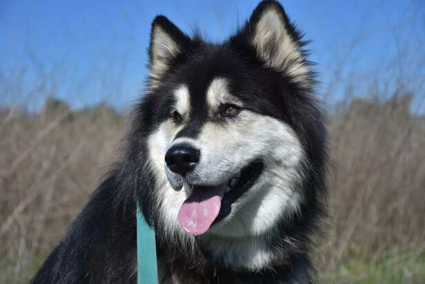 Close-Up of a Siberian Husky’s Thick Winter Coat