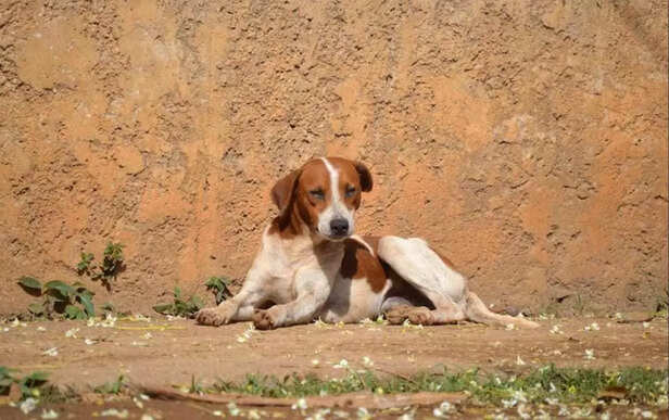 Adopted pets often become the most loyal and loving companions..