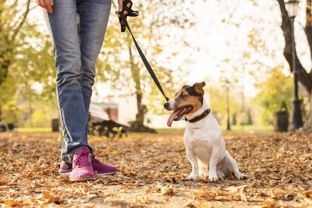 Pet dog walking on a natural trail with owner