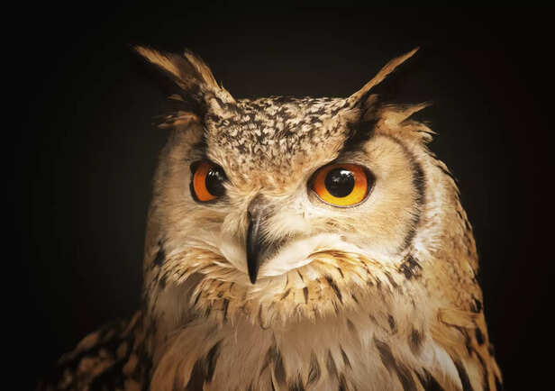 Sharp Night Vision of a Horned Owl