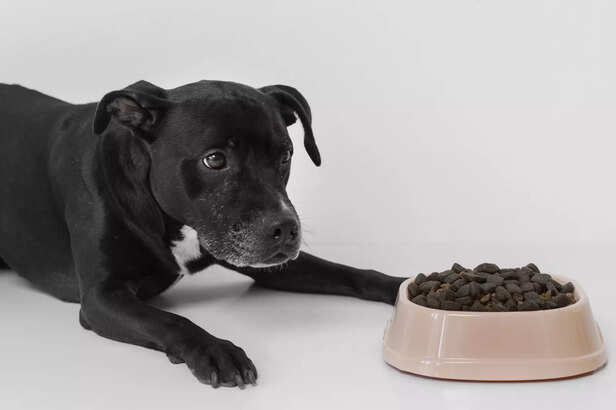 Dog Nutrition and Vitamin Support