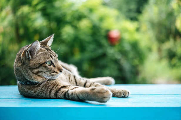 Cat Resting on a Cool Surface in Summer