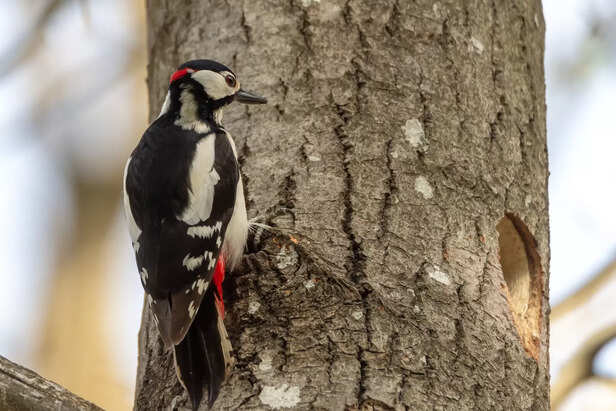 Downy Woodpecker on Tree Bar