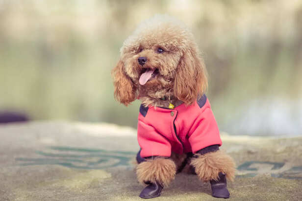 Happy Dog in Breathable Summer Outfit