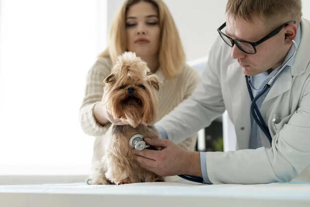 Flea Control Treatment for Dogs in Summer