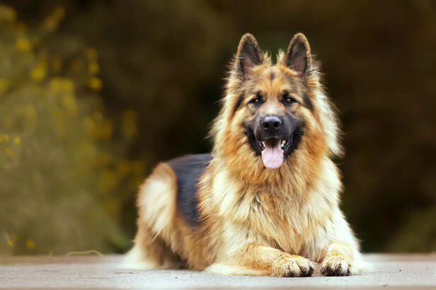 German Shepherd – Intelligence Meets Loyalty