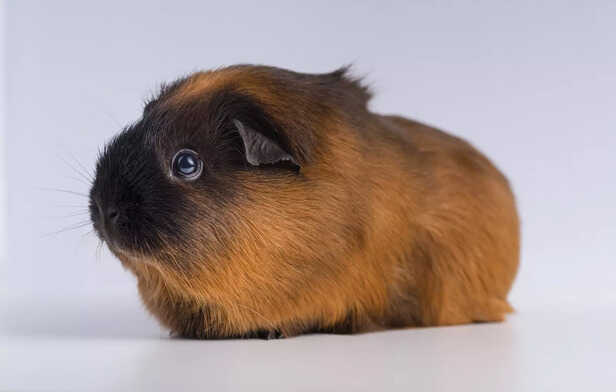 Abyssinian Guinea Pig with Unique Rosette Fur