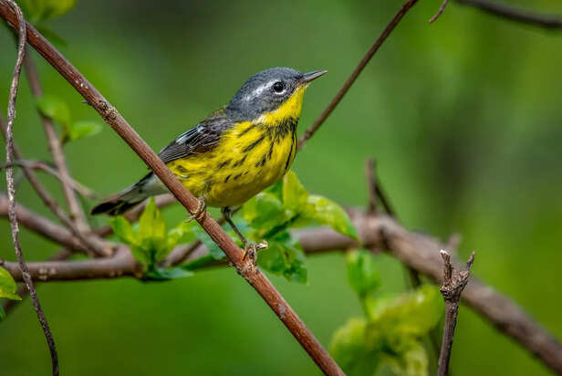 Beautiful Yellow Canary Singing in a Cage