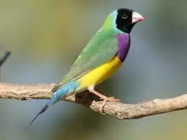 Gouldian Finch Sitting Gracefully on a Branch