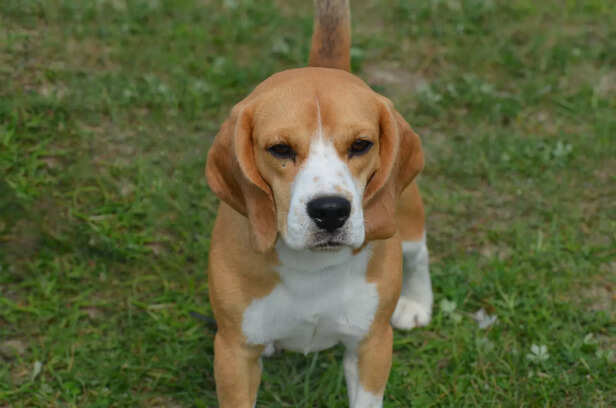 Playful and Energetic Nature of Beagle