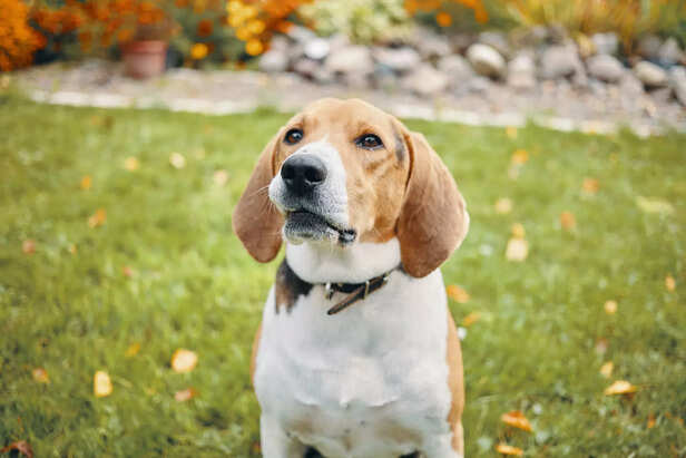Challenges of Owning a Beagle Dog