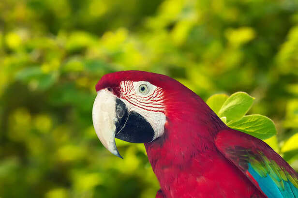 Stunning Colorful Macaw in Full Feather Glory