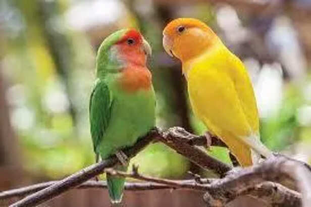 Balanced Diet and Daily Care Routine for Lovebirds