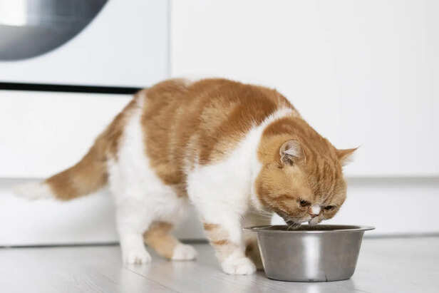 Essential Hydration for a Healthy Cat