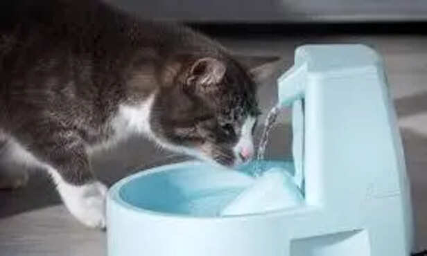 Indoor Cat Drinking from a Fountain