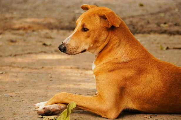 The Silent Loyalty of a Street Dog Waiting for Kindness