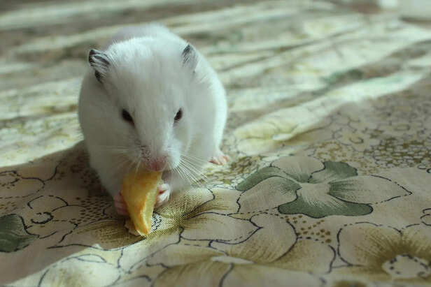 Adorable Dwarf Hamster with Big Energy Packed in a Tiny Body