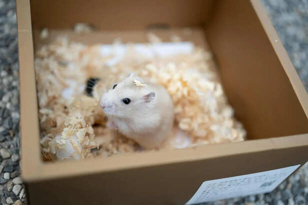 A Happy and Active Dwarf Hamster Surrounded by Toys and Treats