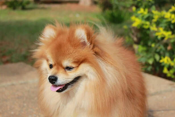 Practices for Keeping a Pomeranian Happy and Fit