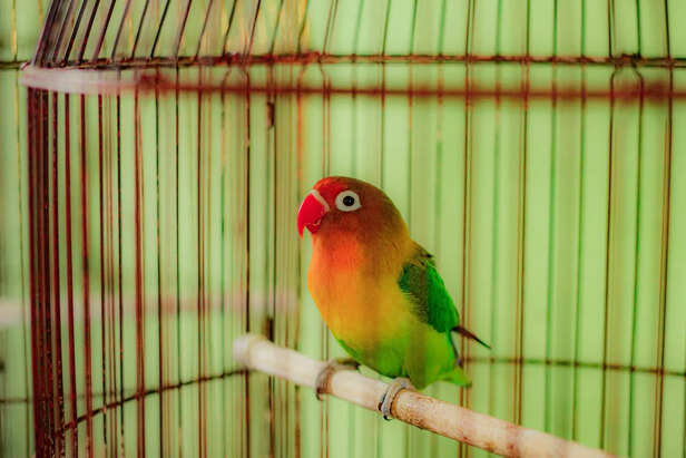 Daily Feeding Routine Setup for Healthy Exotic Birds