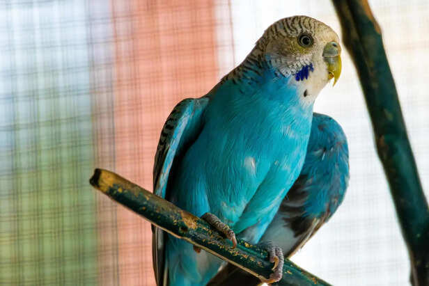 Exotic Bird Enjoying a Healthy and Balanced Diet