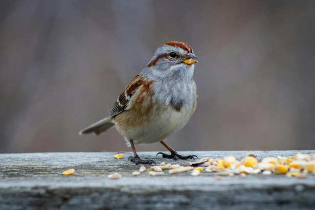 Healthy Bird Enjoying an Organic Meal