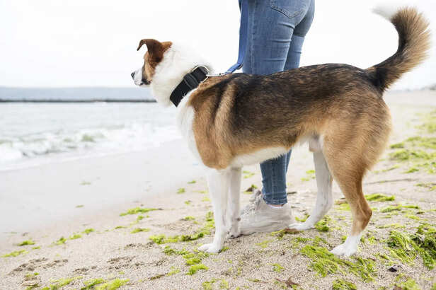 Understanding Dog Tail Wagging Positions and Their Meanings