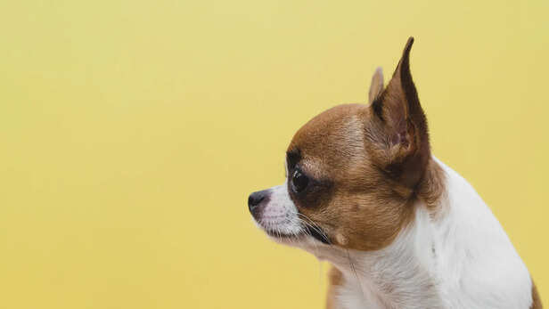 Dog Ear Positions Explained: Signs of Alertness and Fear