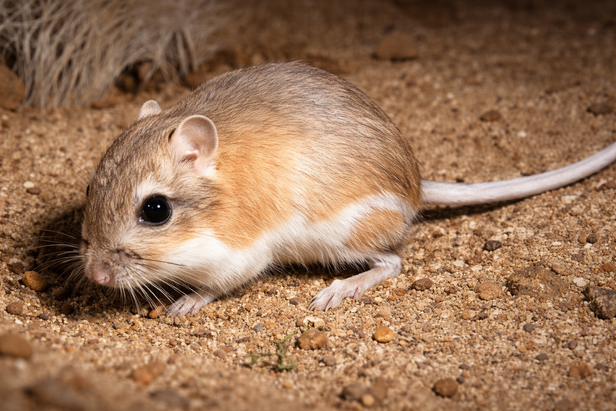 Kangaroo Rat Jumping